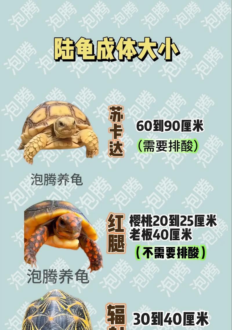 赫曼陆龟的饲养管理指南（适合新手的龟类宠物选择及养护方法）