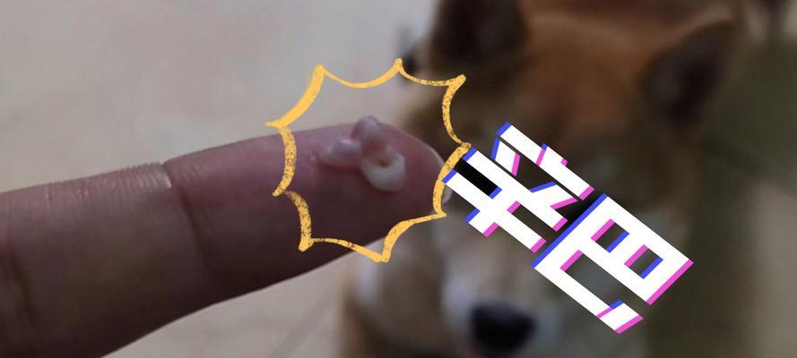 狗的牙齿脱落与寿命的关系（揭秘狗狗掉牙对其寿命的影响及保健方法）