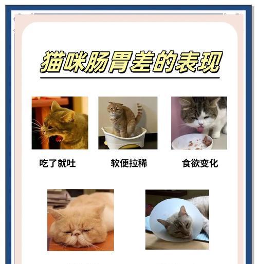 猫咪肠胃不好的食物推荐（提供适合猫咪消化的食物，让它健康成长）