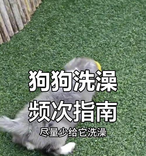 狗狗生孩子后多久可以洗澡？（了解适当的洗澡时间，守护狗狗健康）