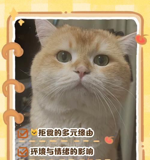 小奶猫不吃饭多久会死的重要性（保护小奶猫健康的关键在于饮食）