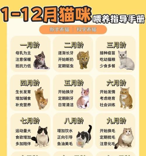 猫咪断奶的时间及注意事项（详细了解猫咪断奶的时间和喂养要点）