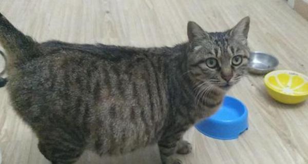 猫咪怀孕多久开始吐的原因和处理方法（了解猫咪怀孕期间的恶心问题及解决方案）