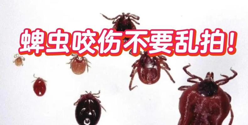 蜱虫不吸血的生存时间究竟有多久？（揭秘蜱虫在饥饿状态下的生理极限）
