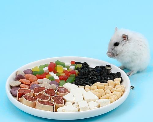 仓鼠零食的种类及选择指南（了解仓鼠零食的分类和如何选择最适合的食物）
