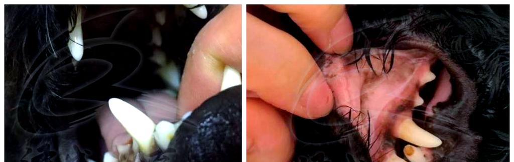 狗吃洋葱中毒自救方法（了解狗吃洋葱中毒的症状及风险，掌握应对之道）