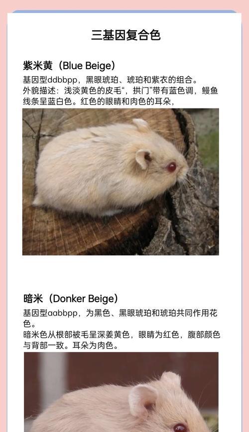 仓鼠中不变色品种的特点与饲养技巧（探索仓鼠品种中不易变色的奇特特性，为您提供饲养建议）