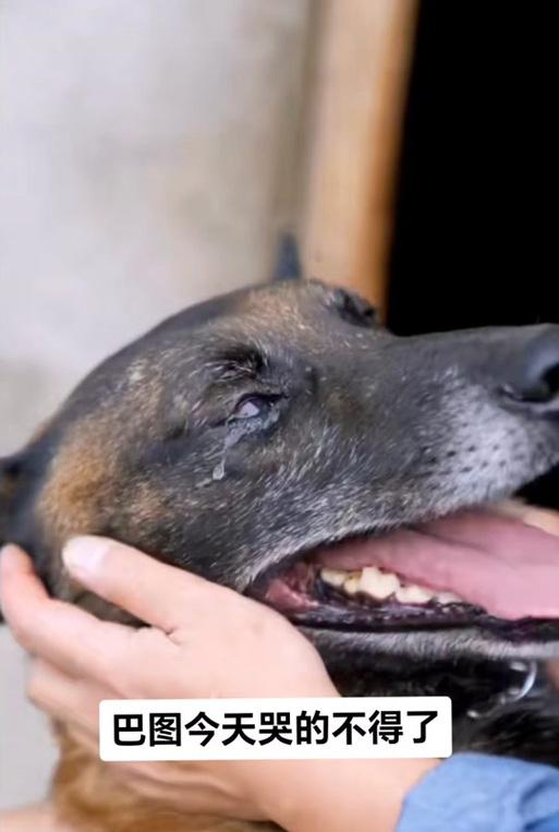 十岁博美的寿命及关键因素解析（揭秘博美犬寿命长短的关键因素及如何延长其寿命）