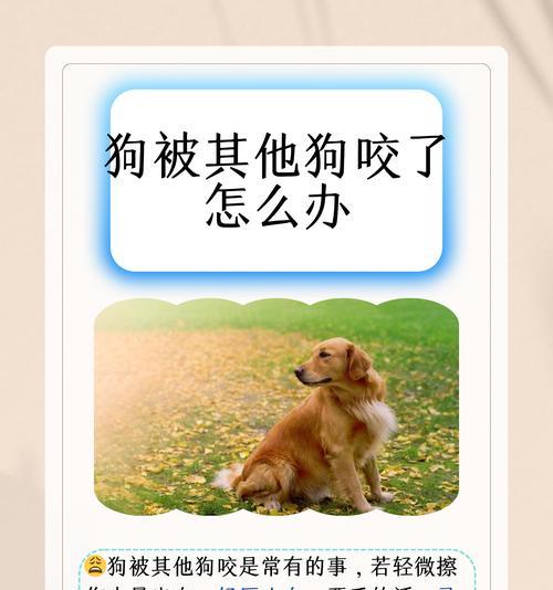 狗狗受伤后的急救与护理（学会正确处理狗狗伤口，保护它们的健康与安全）