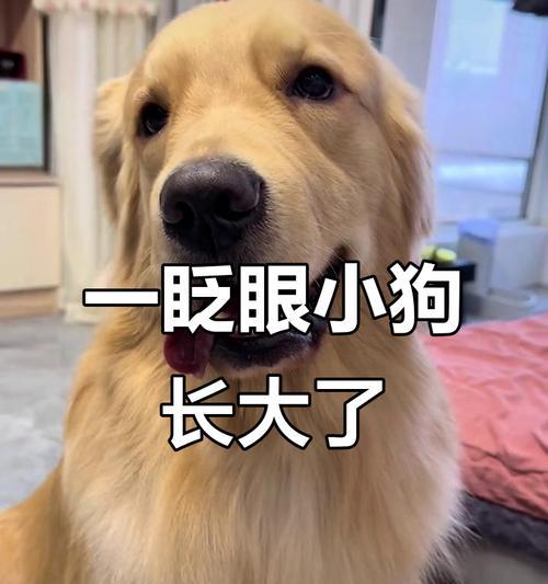 揭秘哈士奇幼犬的成长周期（从毛茸茸到萌萌哒，让我们一起看哈士奇如何成长）