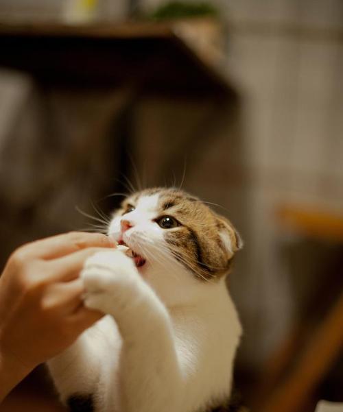 猫咪蹭你的原因揭秘！（猫咪蹭你是喜欢你还是其他原因？揭开它们内心的秘密）