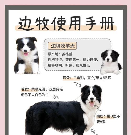 边牧犬出生多久可以走路？（探究边牧犬成长过程中的关键时刻）