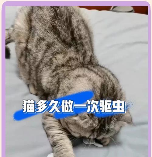 暹罗驱虫的最佳时间和频率（了解暹罗驱虫的重要性及最佳驱虫周期）