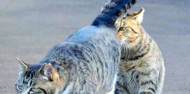 同性猫咪相处之道（以养两只同性猫咪和不同性猫咪的注意事项）