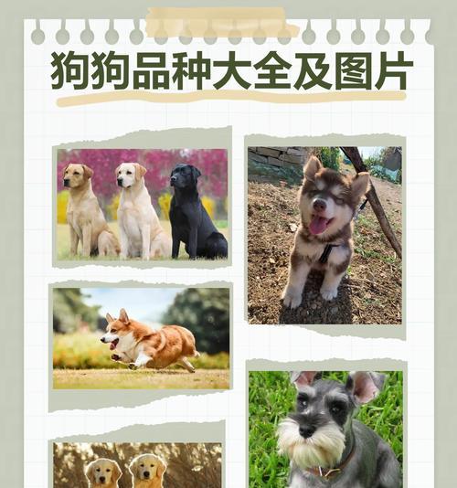 柯基犬毛的生长周期及护理要点