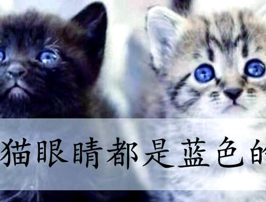 小猫张眼睛的时间及发育过程（探秘小猫眼睛的奇妙成长之旅）