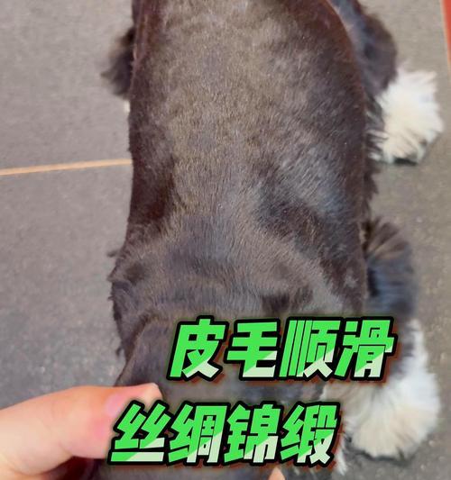 雪纳瑞饲养小技巧（打造幸福共处）