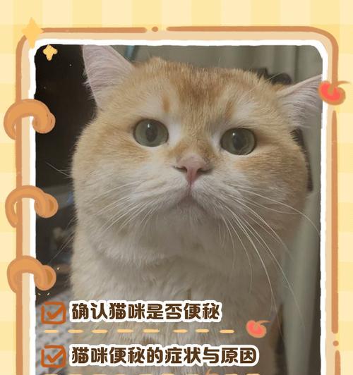 小猫的排便频率及习惯（小猫拉粑粑的时间间隔、便盆选择和排便行为习惯）