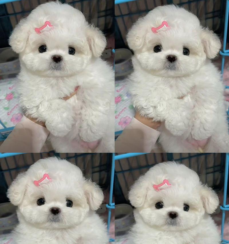 比熊犬的生理期特点及管理（了解比熊犬生理期如何照顾好它们）