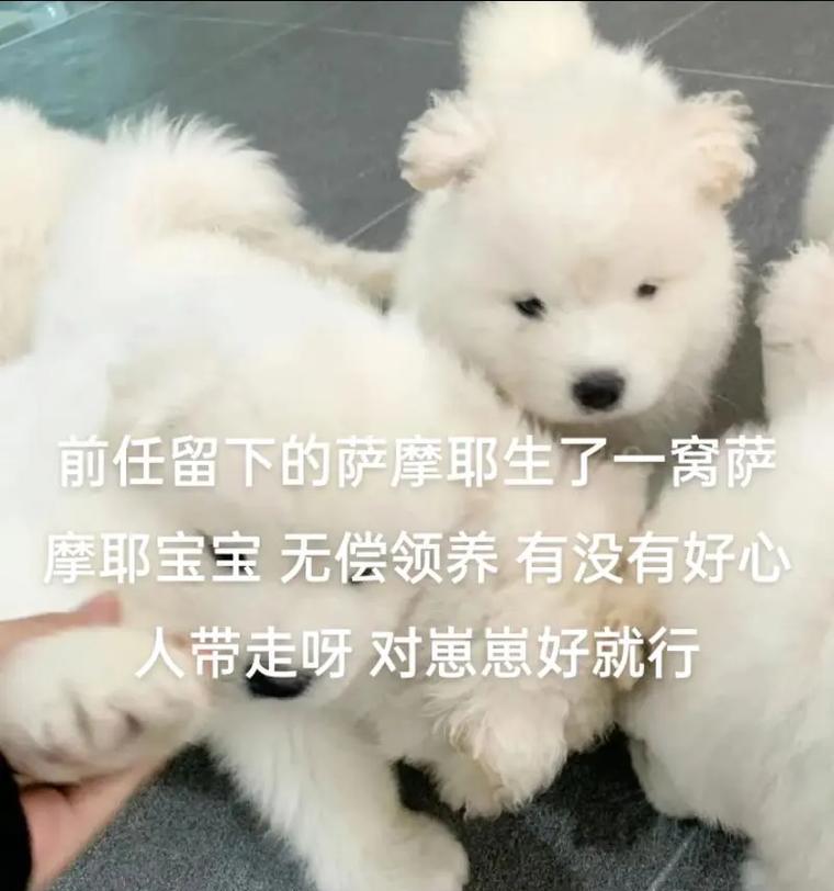 宠物犬健康养护时间表（打疫苗和驱虫的最佳时间点，让您的犬宠保持健康）