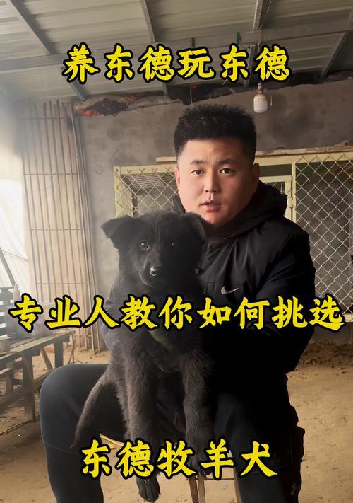 东德牧羊犬与西德牧羊犬（了解东德牧羊犬和西德牧羊犬的特点和差异）