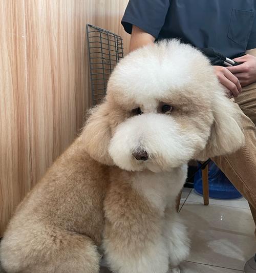 狗狗不喝水能坚持多久？（揭秘狗狗禁水的时间限制）