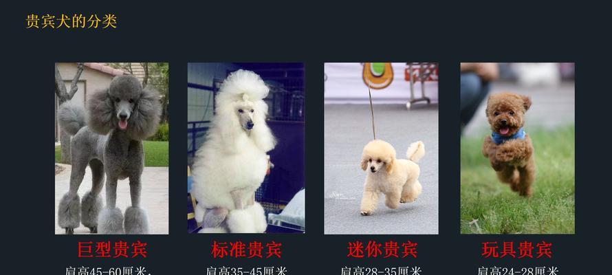贵宾犬的价格揭秘——了解不同毛色背后的差异（了解贵宾犬价格与毛色之间的关系，选择适合你的宠物伙伴）
