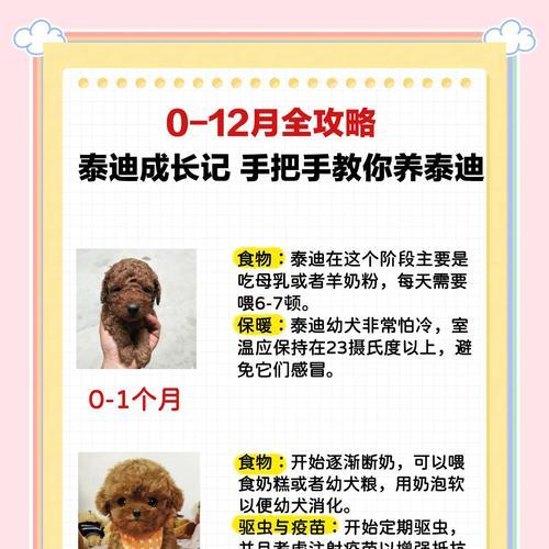 泰迪的牙齿生长周期及更替过程（泰迪牙齿换牙的时间表和注意事项）