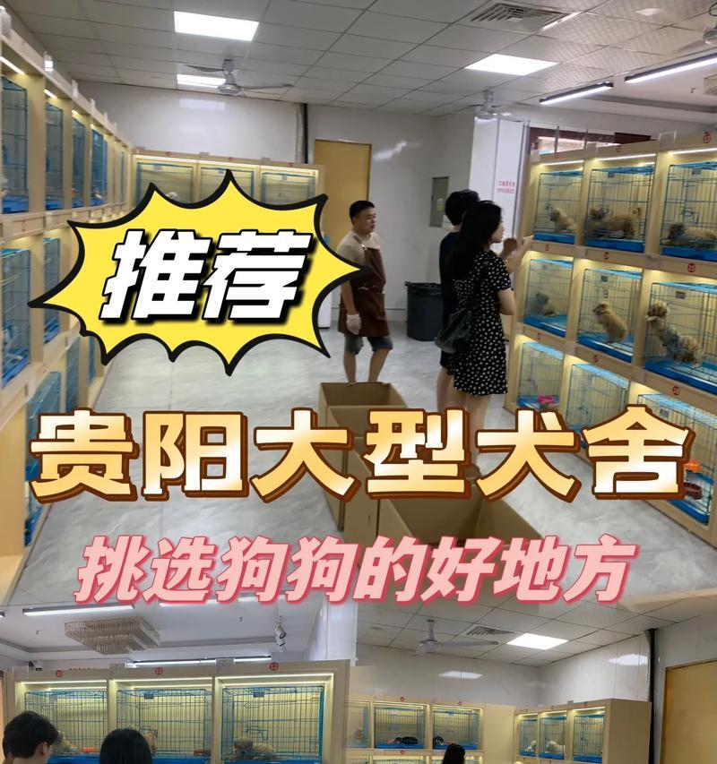 探寻上海最优秀的买狗犬舍（为您揭示上海市场上最值得信赖的买狗犬舍）