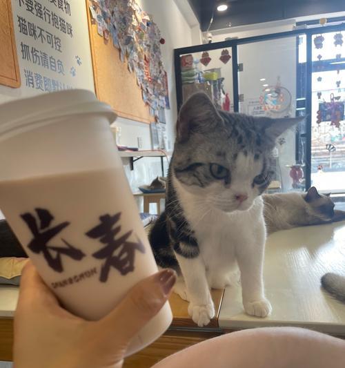 猫咪为什么会用脸蹭人的手？（探究猫咪蹭人手的原因及其表达的含义）