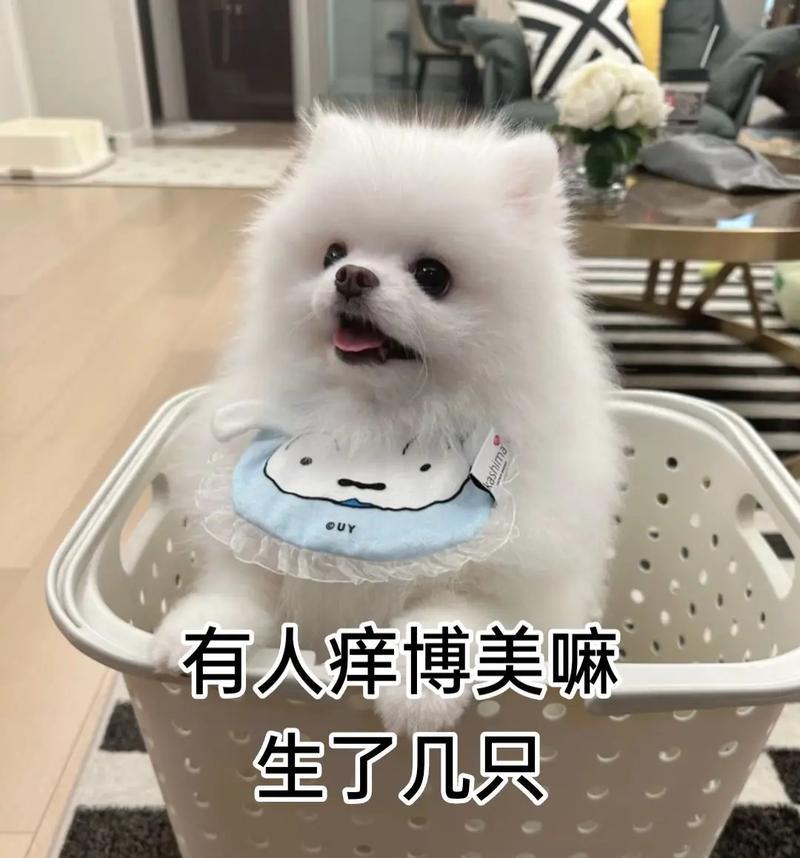 博美犬的寿命（探究博美犬寿命的因素与如何延长其寿命）