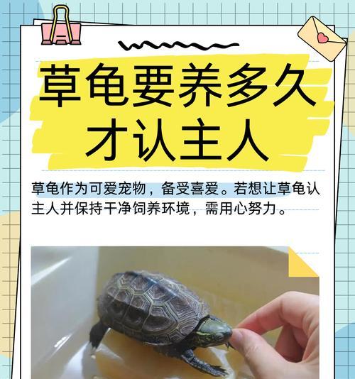 养墨龟的讲究与技巧（掌握墨龟的墨化时间，助力健康养殖）