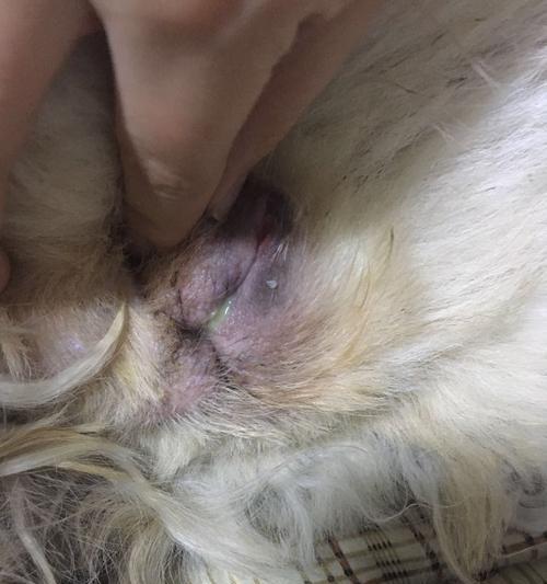 狗狗羊水破后多久才会生产？（探究狗狗羊水破后的产程及相关注意事项）