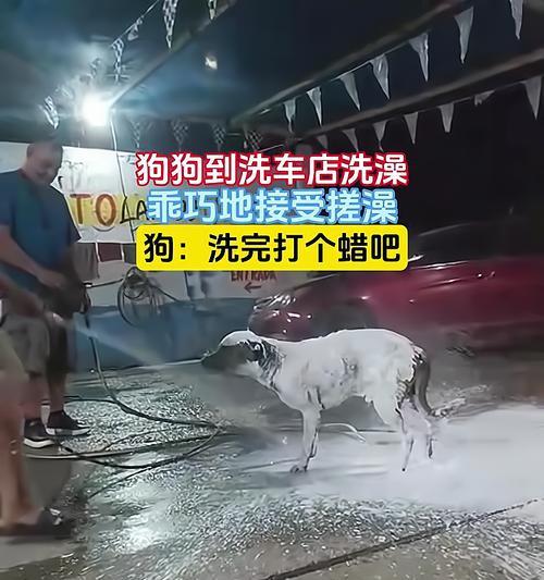 狗生完小狗后多久才能洗澡？（了解适时洗澡，守护宠物健康）