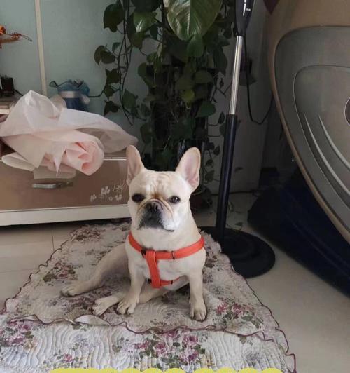 法国斗牛犬的成年期到底需要多久？（探索法国斗牛犬成长的时间节点及关键因素）