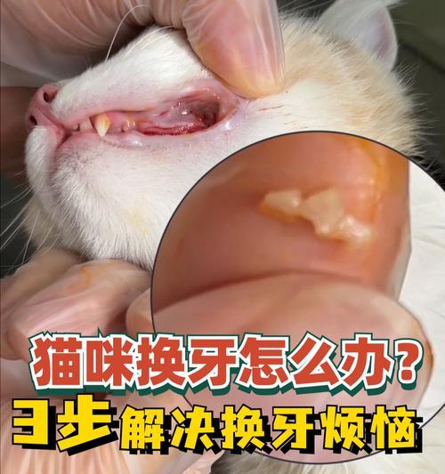 宠物猫咪的牙齿换牙特点及注意事项（保护宠物猫咪的口腔健康，关注牙齿换牙周期）