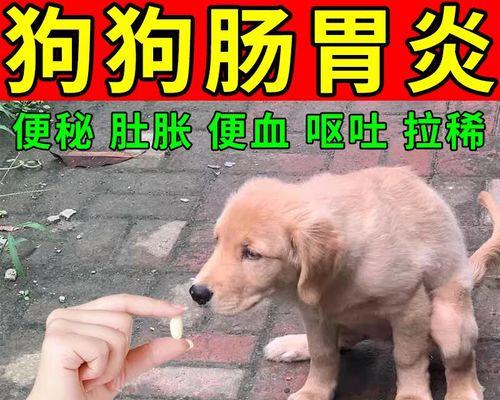 狗狗肠胃炎症状与持续时间（了解狗狗肠胃炎的持续时间及其治疗方法）