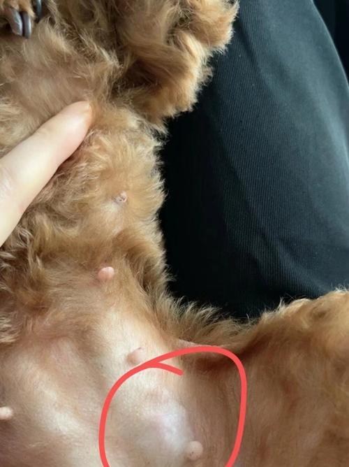 狗狗肿瘤（深入探讨常见的狗狗肿瘤及预防策略）