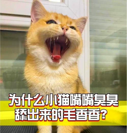 解决猫的口臭问题，让你的猫咪永远清新如花（原因、防治和预防口臭问题的关键）