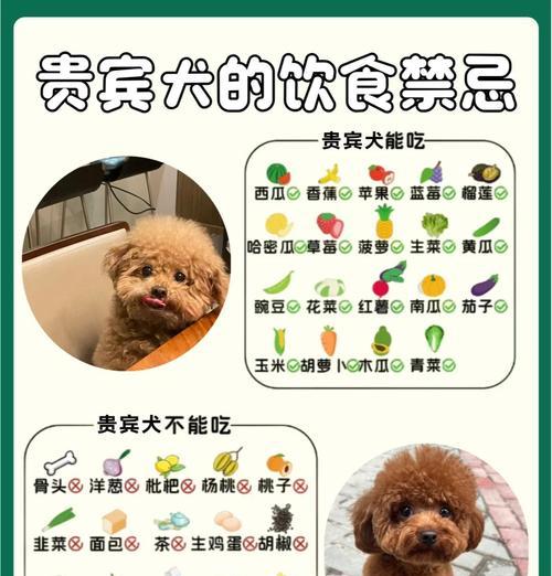 贵宾犬的生产周期与繁殖特点（了解贵宾犬的繁殖周期以及繁殖过程中需要注意的事项）
