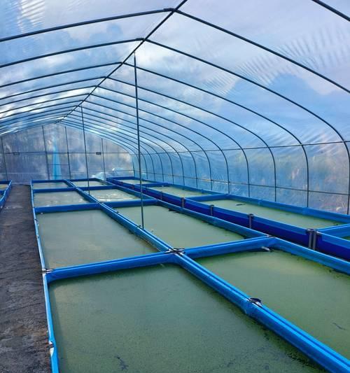 浮萍饲料适合哪些动物？（探索浮萍饲料在动物饲养中的应用前景）