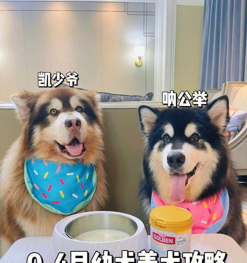 新养幼犬的隔离期（幼犬隔离期的重要性及持续时间探讨）