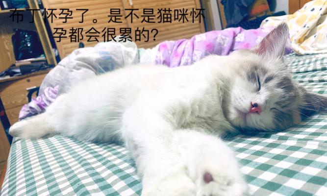 猫咪怀孕多久后出现变化？（探讨猫咪怀孕后各个阶段的变化及时机）