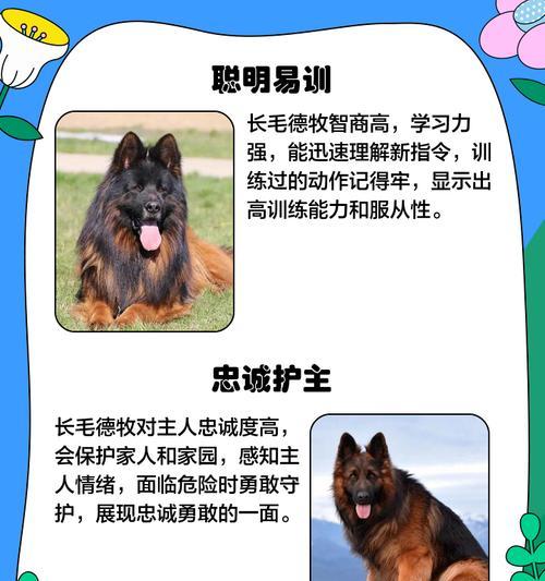 以德牧狗毛剃光了多久能长出来的秘密（揭秘以德牧狗毛长出来的时间周期及促进毛发生长的方法）