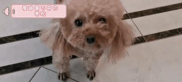 泰迪犬对主人的依赖行为（探寻泰迪犬如何表达离不开主人的情感）