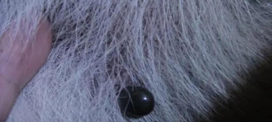 狗狗肠道常见虫类及防治措施（揭秘狗狗肠道里的常见寄生虫，了解防治重点）