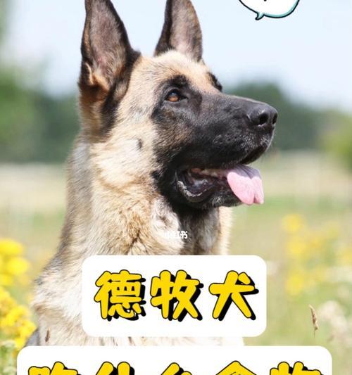 打造优秀德牧犬的养护秘诀（让你少走弯路，培养出优秀的德牧犬）