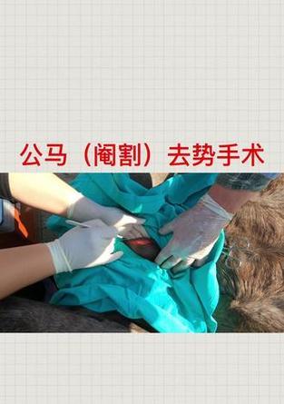 公狗去势手术愈合时间及注意事项（了解公狗去势手术的愈合过程和需注意的细节）