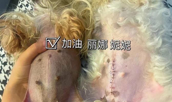 狗剖腹产后的喂食注意事项（科学合理的喂食时间和方式助力母狗恢复健康）