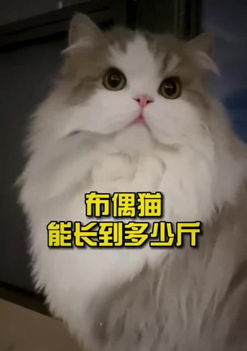 布偶猫的交付时间和相关注意事项（从购买到收到布偶猫，需要多久？如何确保交付顺利进行？）
